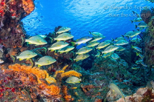 Paso del cedral Reef, Cozumel Mexico by Alejandro Topete 